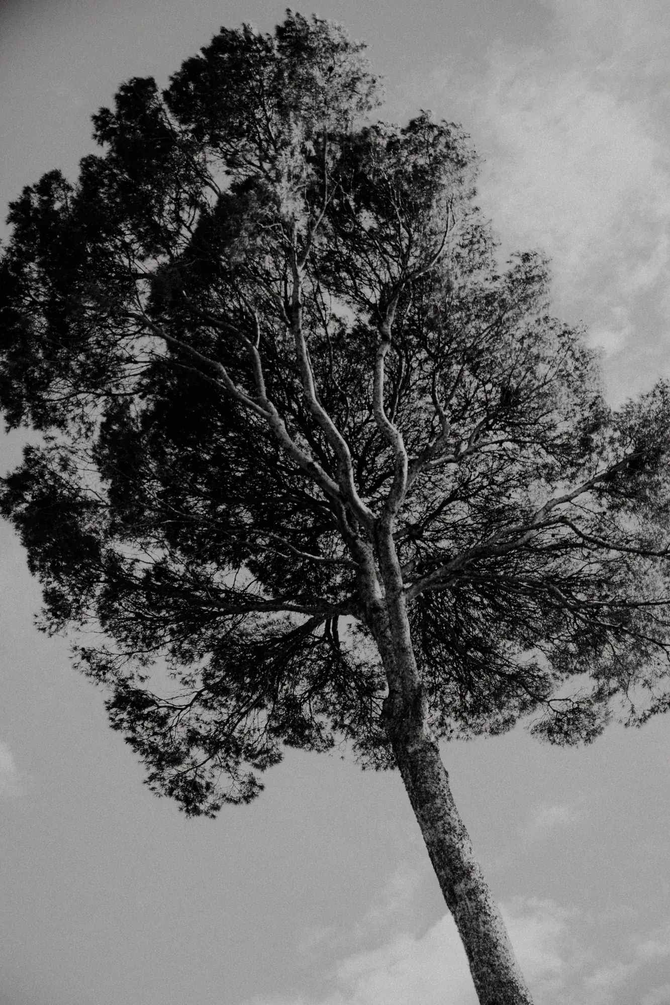Silhouette d'un arbre contre le ciel, détail poétique du lieu — mariage Thiers Clermont-Ferrand, ANtO photographe